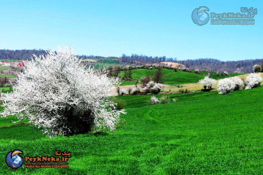طبیعت زیبای چهار فصل هزارجریب نکا به روایت تصاویر