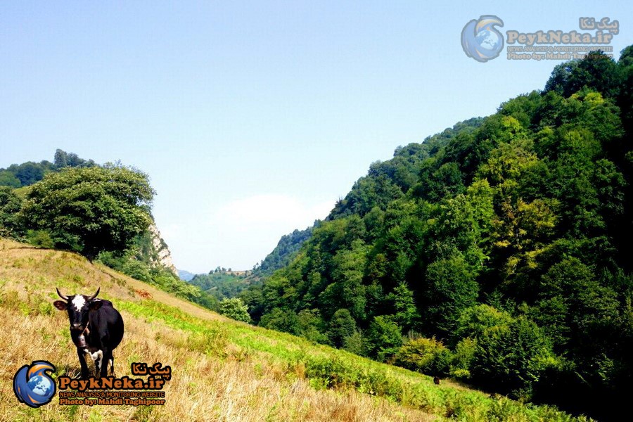 طبیعت زیبای چهار فصل هزارجریب نکا به روایت تصاویر