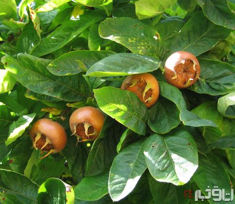 ازگیل، میوه‌ای پرخاصیت