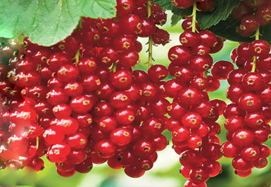 چه بخوریم تا پوستی درخشان داشته باشیم؟