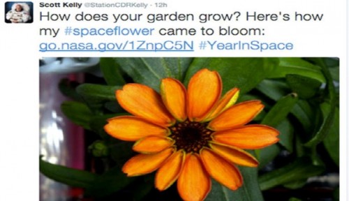 نخستین گیاهی که در فضا گل داد