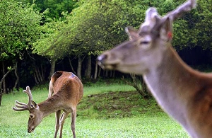 بهشت گمشده برای جذب گردشگران
