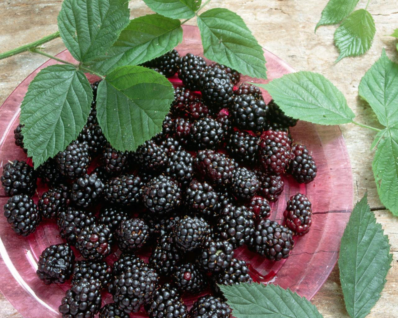 با خواص شاتوت آشنا شوید