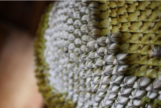 فوايد تخمه آفتابگردان در تقويت مو