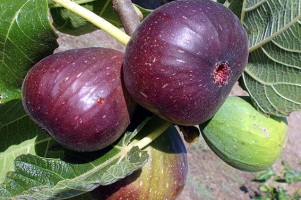 فواید فراوان انجیر تازه