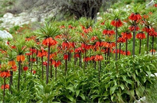 دشت لاله‌های واژگون کوهرنگ