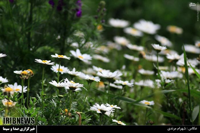 عکس/ باغ گل‌های اصفهان 