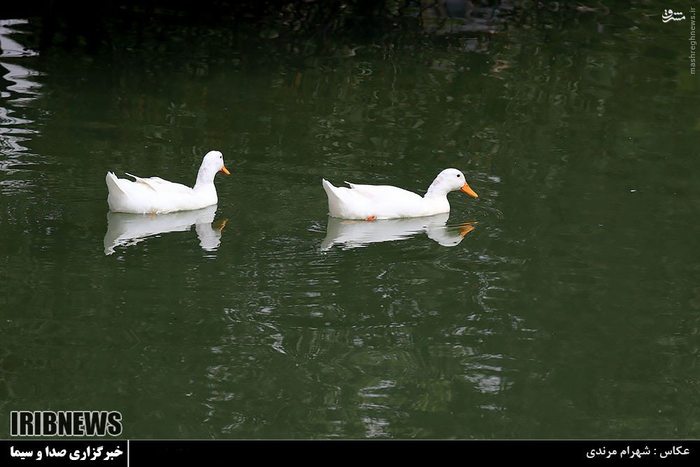 عکس/ باغ گل‌های اصفهان 