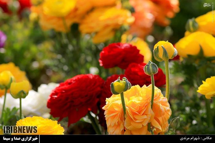 باغ گل‌های اصفهان