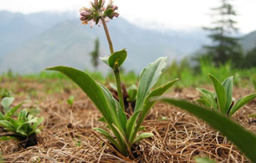 سنبل هندي گياهي ضداسترس