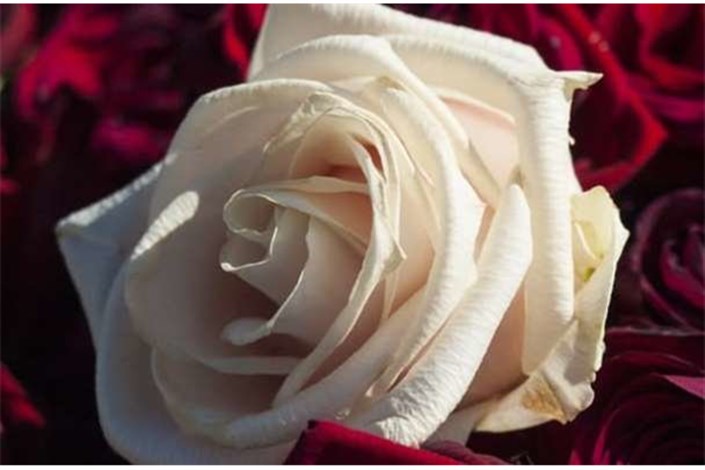 تولید سلول‌های خورشیدی با الهام از گل رز