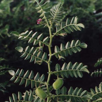 دوست داريد با خواص نخود آشنا بشويد؟