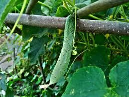 خیار نوبرانه در بازارهای گیلان