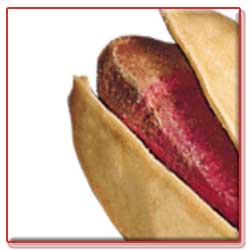  پسته، قند خون را پايين مي ‌آورد