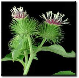 خواص درماني بابا آدم؛ معالجه سرگيجه و رماتيسم