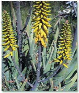 گياهاني که از ريزش مو جلوگيري مي کند