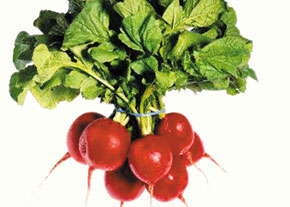 برگ تربچه براي درمان يرقان مفيد است