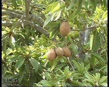 آغاز برداشت میوه گرمسیری چیکو