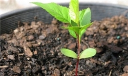 توزیع بیش از 12 هزار نهال یارانه‌دار بین باغداران ساروی