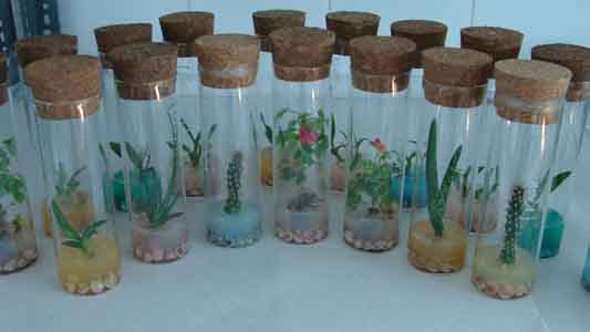 کنفرانس کشت سلول و بافت گیاهی ایران در دانشگاه آزاد اسلامی اصفهان برگزار می‌شود