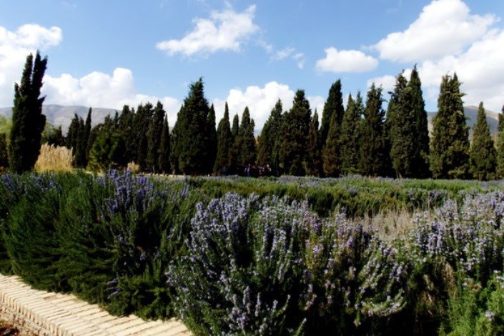 گونه‌های گیاهی مناسب پایتخت کدامند ؟