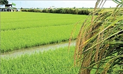 مصرف زیاد کود اوره سبب افزایش بیماری بلاست در برنج می‌شود