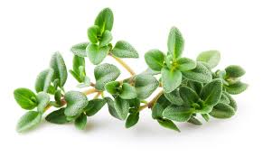 فواید بی نظیر آویشن