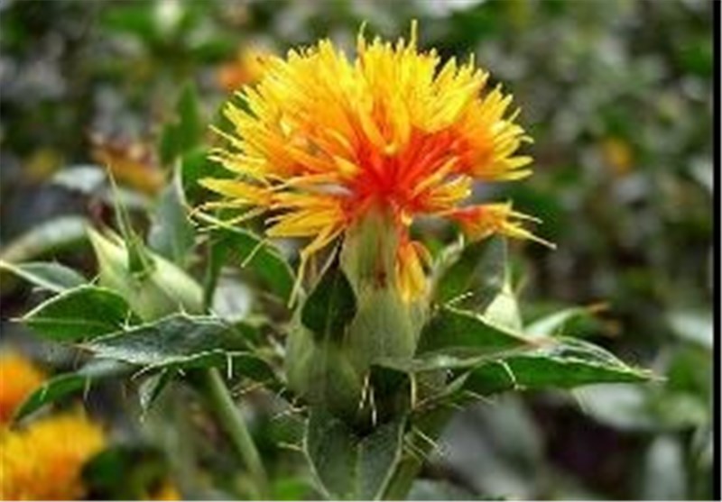 کشت دانه‌های روغنی در حاشیه دریاچه ارومیه امکان پذیر است