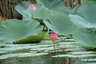 گلدهی لاله های تالاب انزلی