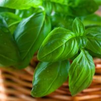 خواص درمانی ریحان