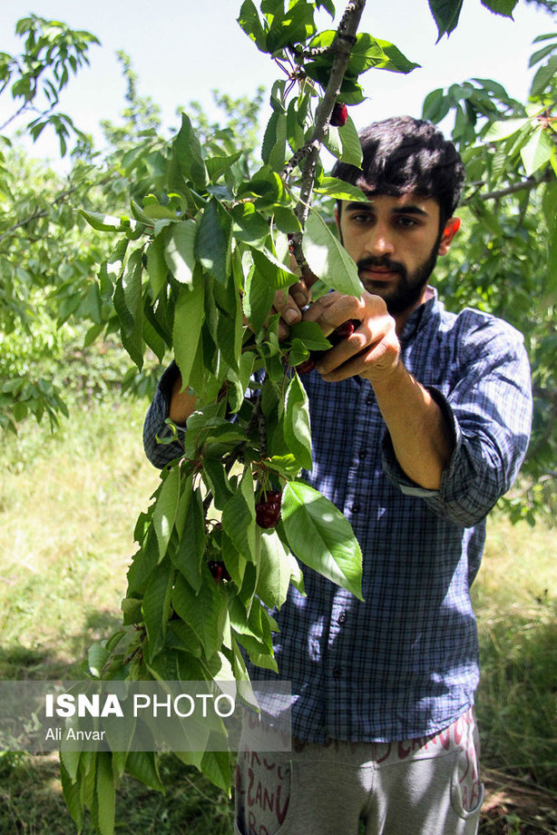 برداشت گیلاس تک‌دانه از باغ‌های اردبیل