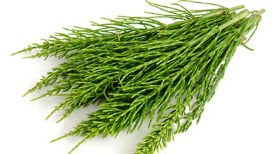 گياه موثر براي افزايش مو‌هاي سر