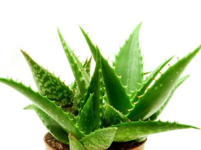 مزيت آلوئه‌ورا براي پوست و مو