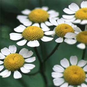 گیاه بابونه در درمان زخم معده