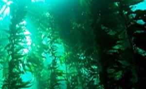 جنگل های زیرآبی پخته می شوند