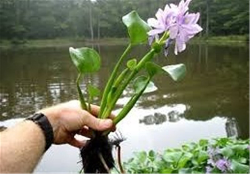 مقابله نکردن با گیاه مهاجم «سنبل آبی» منجر‌به زوال تالاب‌های گیلان می‌شود