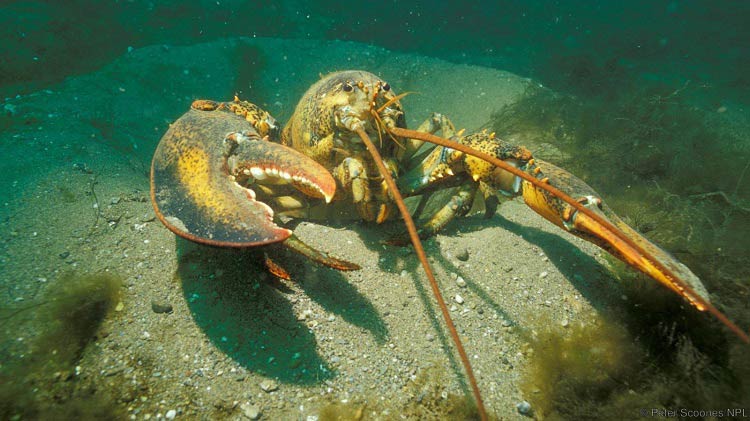 حیوانات و گیاهانی که تا ابد زنده هستند