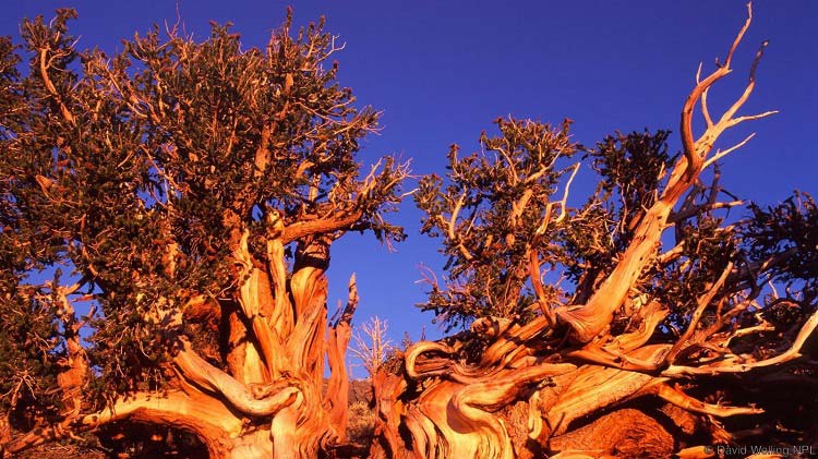 حیوانات و گیاهانی که تا ابد زنده هستند