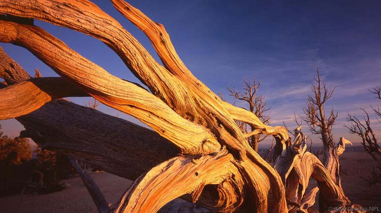 حیوانات و گیاهانی که تا ابد زنده‌اند