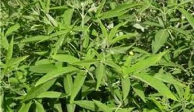 موفقیت محققان ایرانی در استخراج روغن از گیاه کاملینا