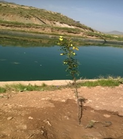 مرهمی بر زخم های طبیعت