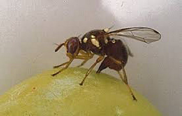 مبارزه اصلی با آفت مگس زیتون به عهده کشاورزان است