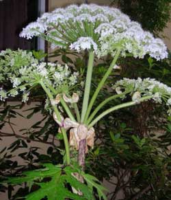 دانستني هايي درباره گلپر