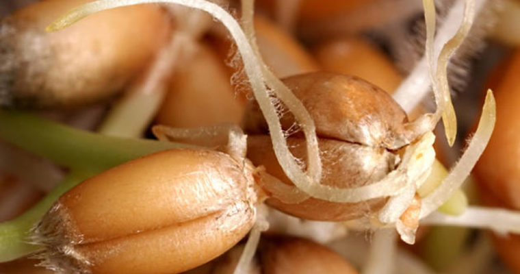 آیا جوانه ها قدرت کاهش وزن دارند؟