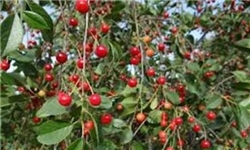 سالانه 25 هزار تن آلبالو در ایران تولید می‌شود