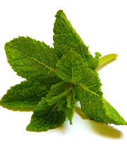 نعناع بهترین دوست کبد