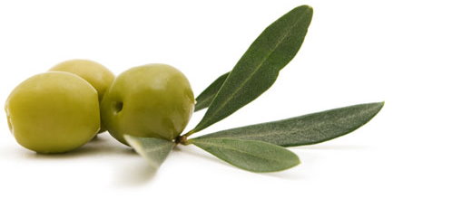 زیتون را فقط باید همراه غذا خورد