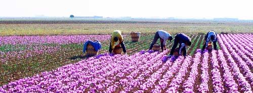 کشت زعفران در خلخال توسعه می یابد