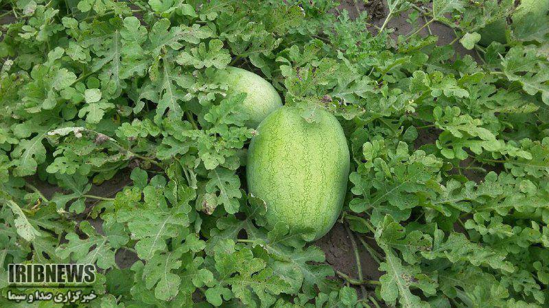 افزایش دو برابری تولید هنداوانه و خربزه در گلستان