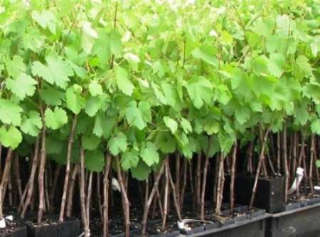 پرورش 150 هزار نهال گلدانی در ایستگاه تولید نهال فندقلوی نمین